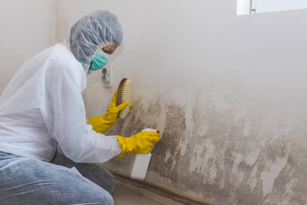 Biohazard Mold Removal in Feasterville, PA