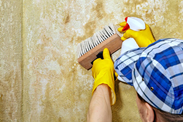 Mold Remediation for Vacation Homes in Feasterville, PA