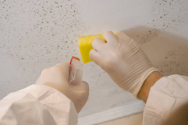 Mold Odor Removal Services in Feasterville, PA